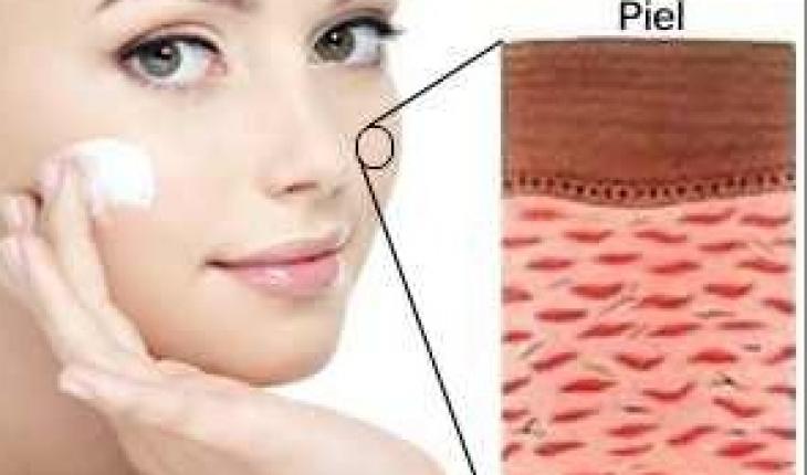 Tipos de colágeno Beneficios Colágeno